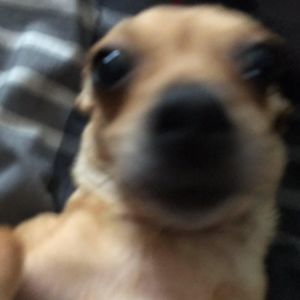 Meet your Posher, Madison